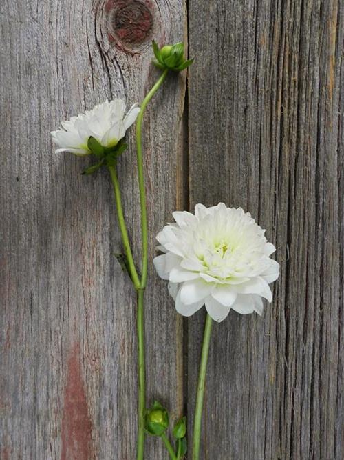 WHITE DAHLIA